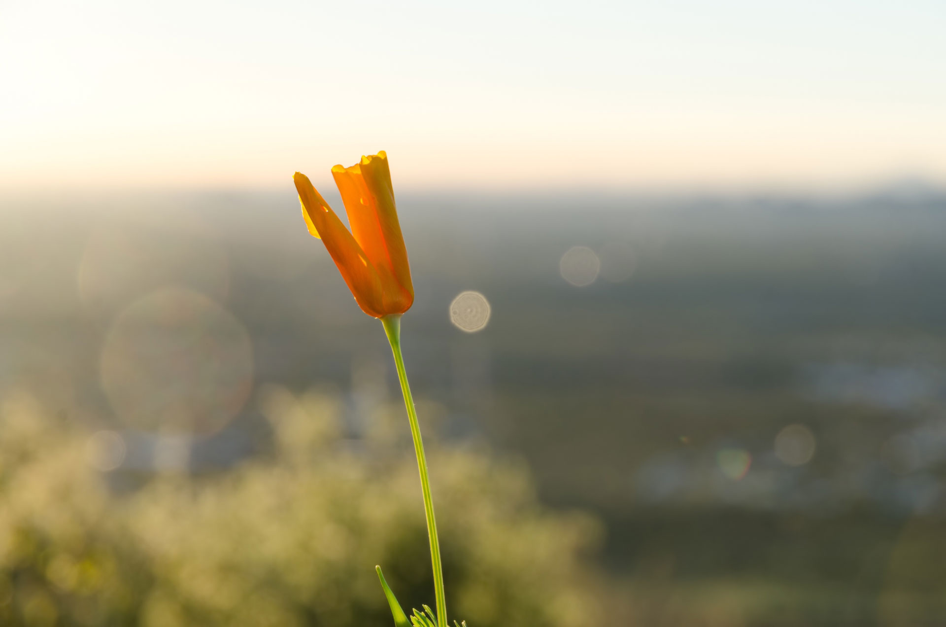 Una flor naranja