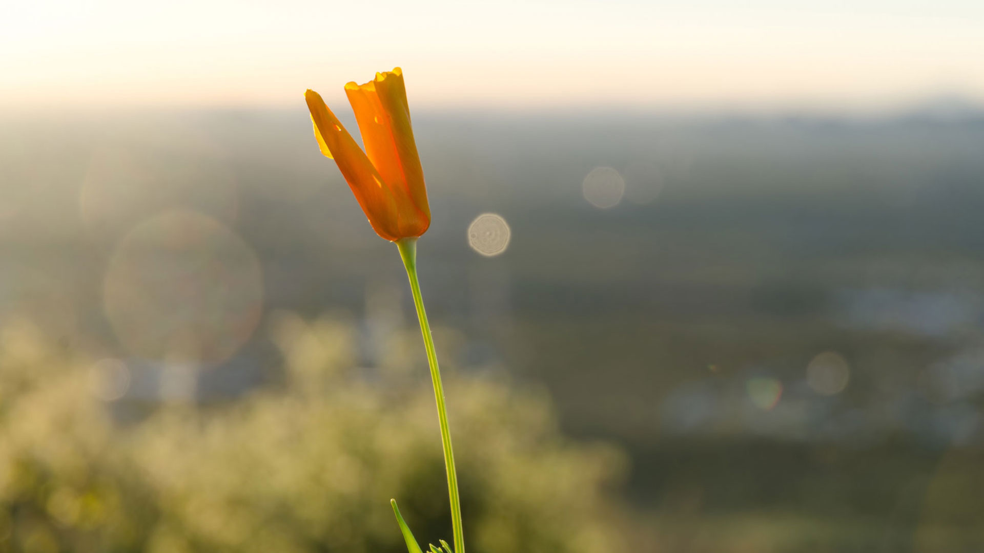 Una flor naranja